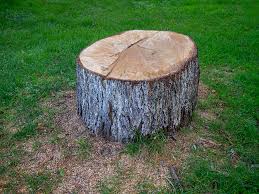 Trusted Dunean, SC Tree Care Experts