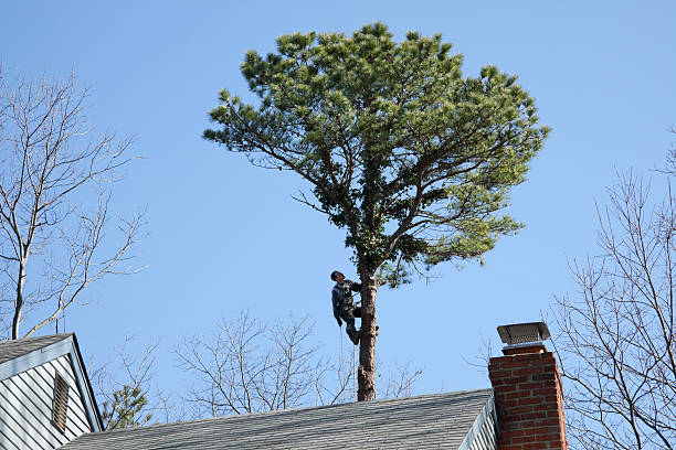 Best Tree Removal  in Dunean, SC